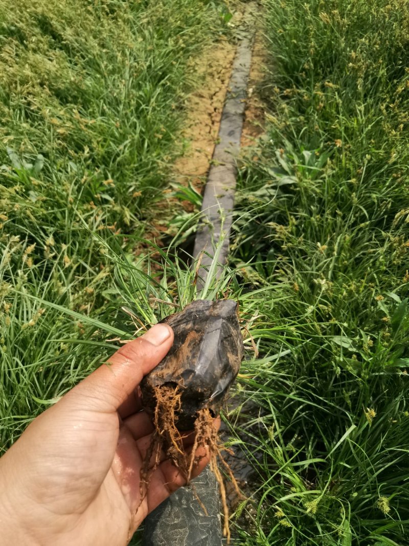 山东青绿苔草杯苗大量供应