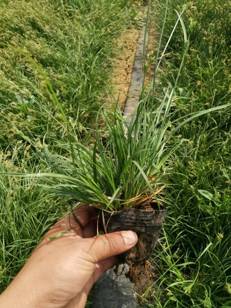山东青绿苔草杯苗大量供应