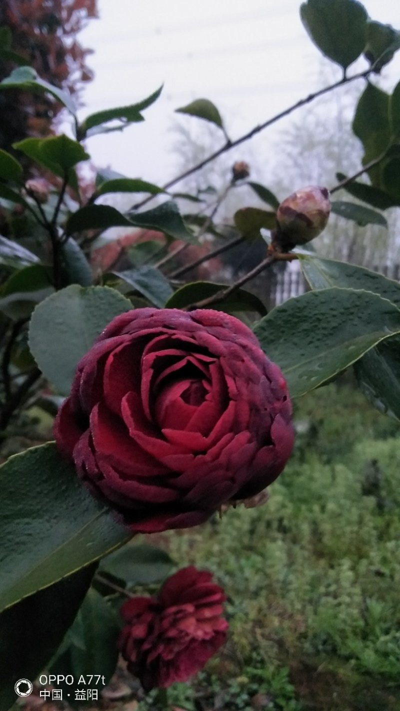 茶花各式品种颜色多彩