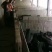 黑土猪仔黑仔猪黑猪崽黑猪苗批发价格山东黑猪苗基地