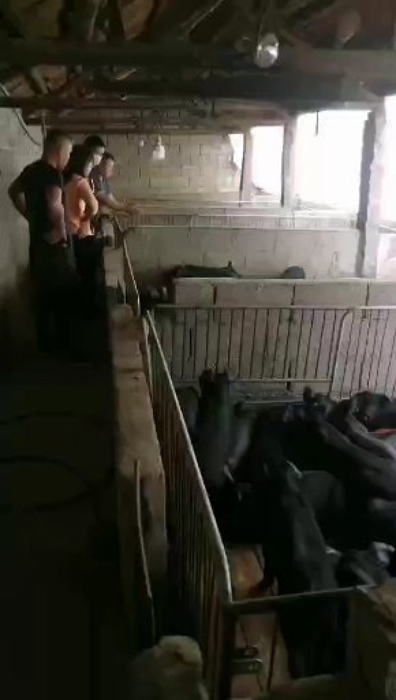 黑土猪仔黑仔猪黑猪崽黑猪苗批发价格山东黑猪苗基地
