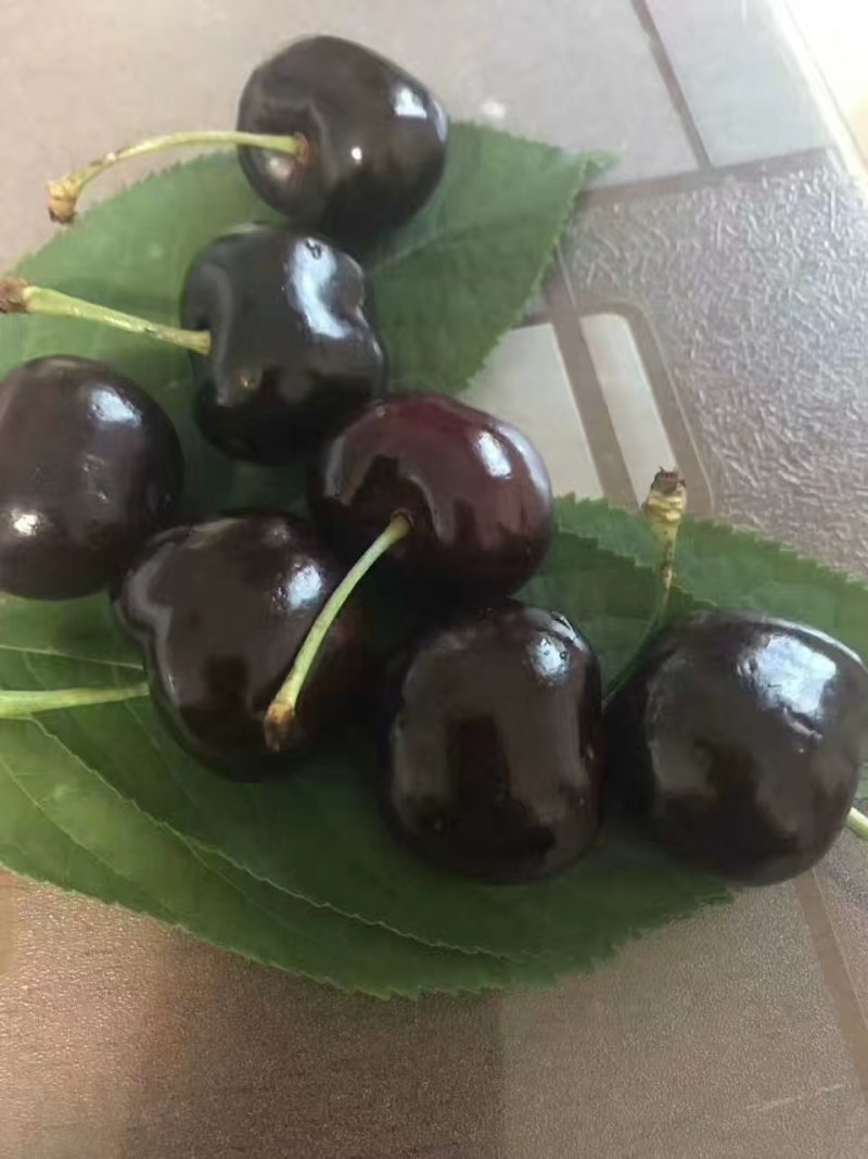天水大樱桃