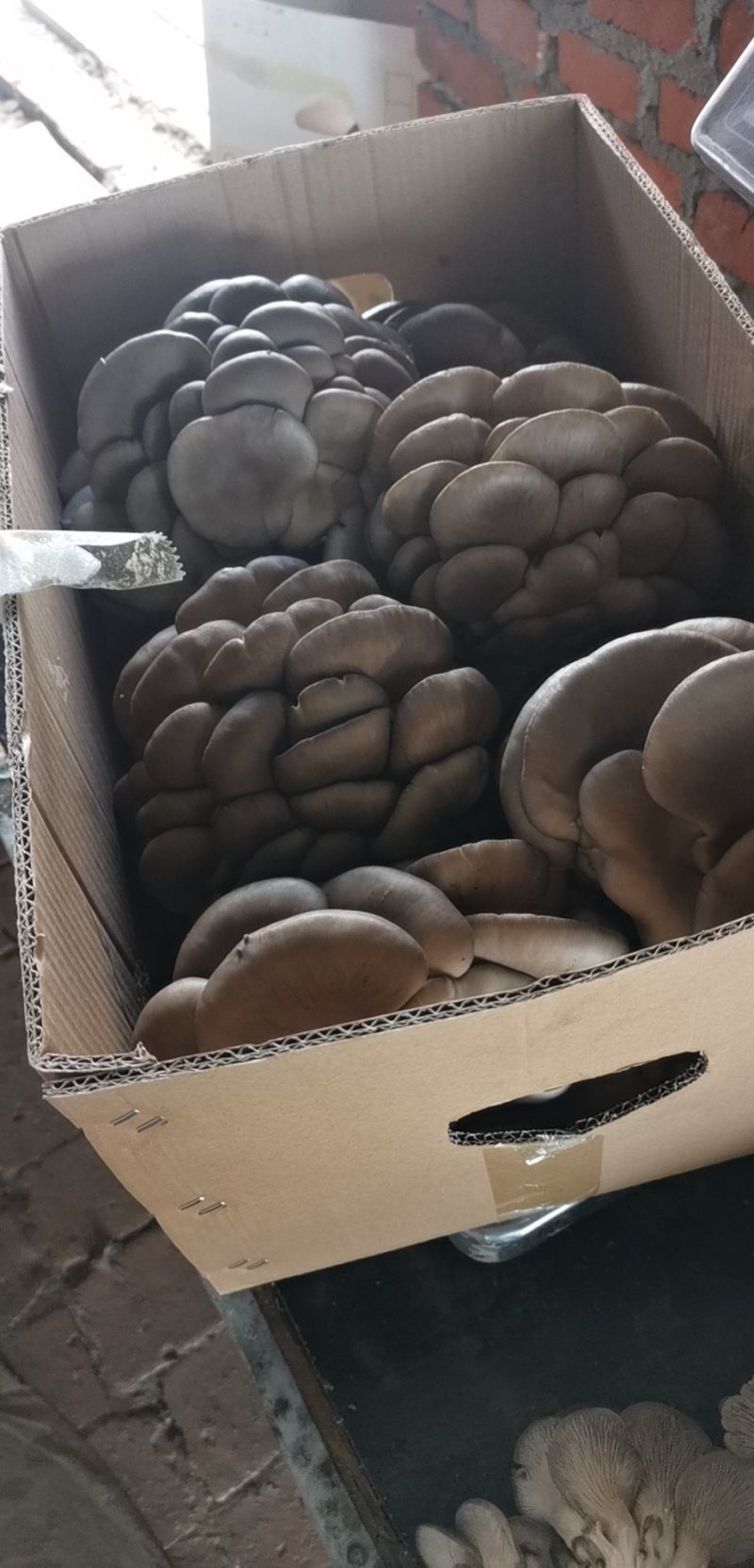 鲜平菇