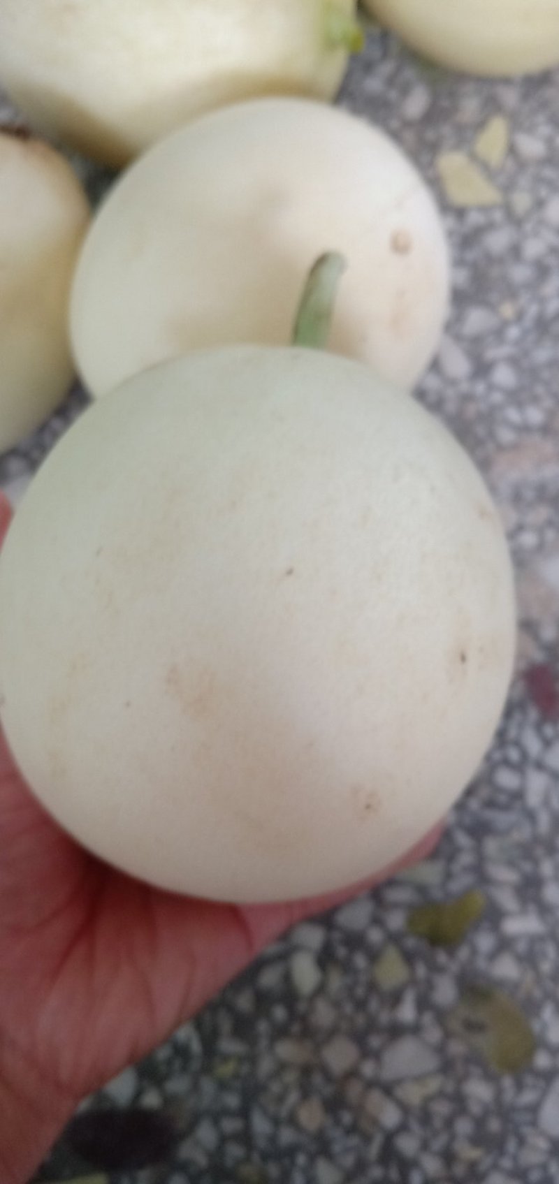 阎良甜瓜