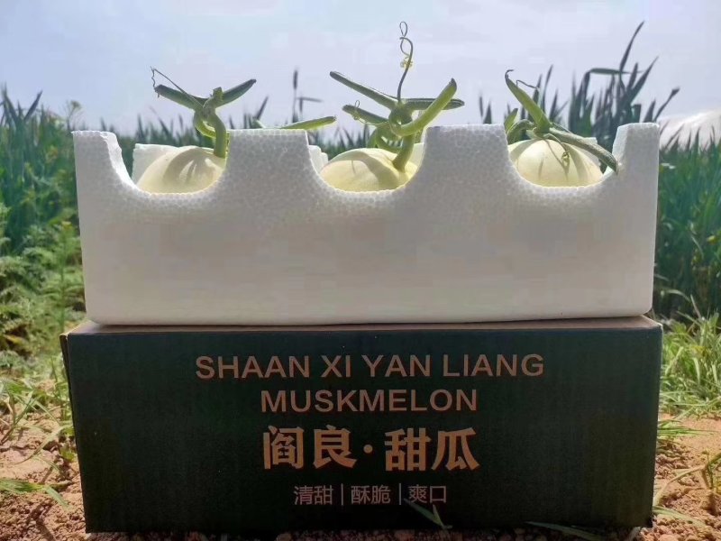 阎良甜瓜