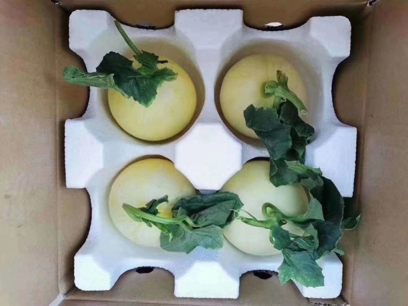 阎良甜瓜