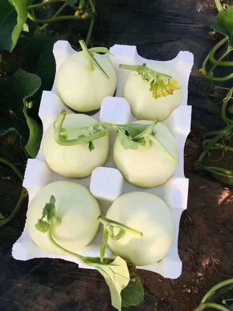 阎良甜瓜