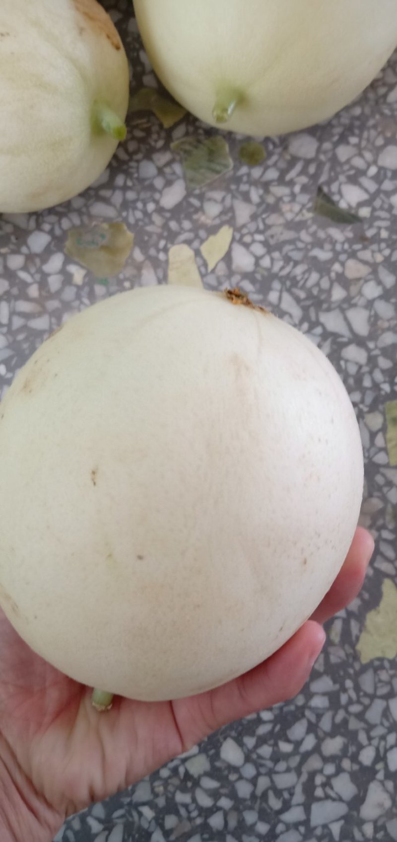 阎良甜瓜