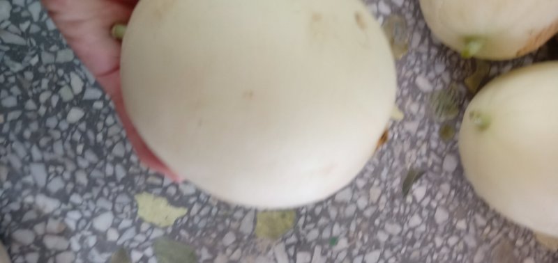 阎良甜瓜