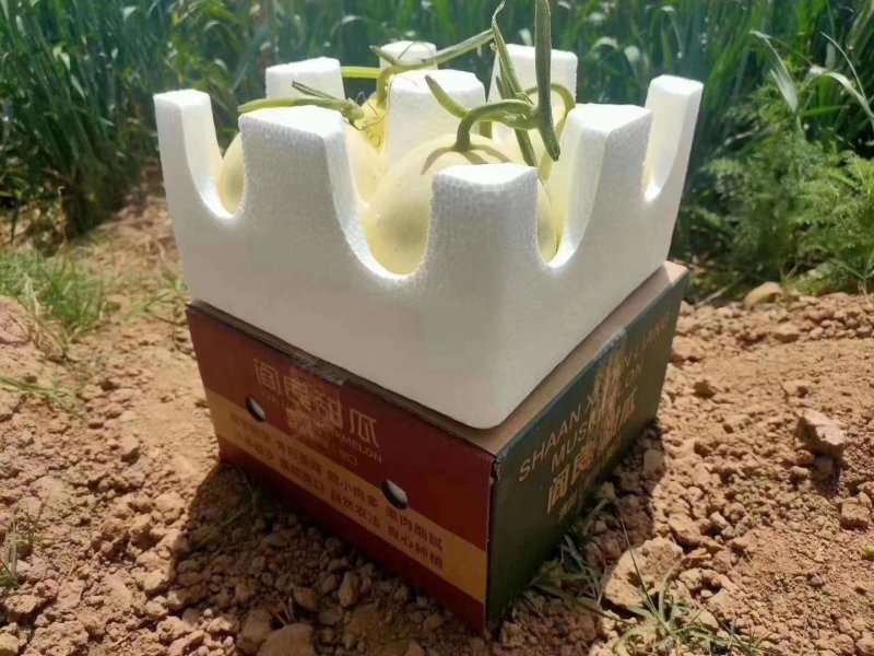 阎良甜瓜