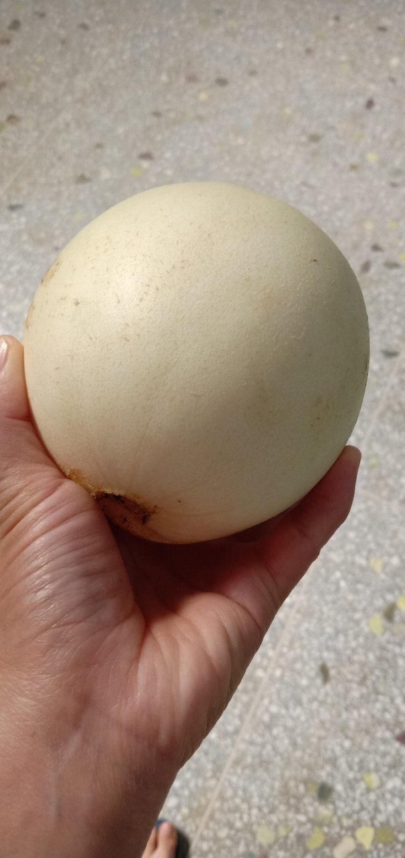 阎良甜瓜