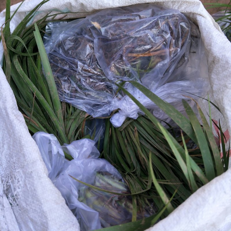 四川优质，高产，大叶石菖蒲种苗