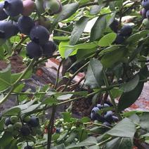 蓝丰蓝莓