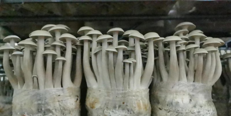 鹿茸菇（干品）