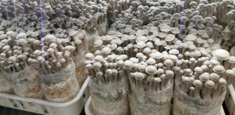 鹿茸菇（干品）