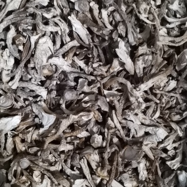 鹿茸菇（干品）