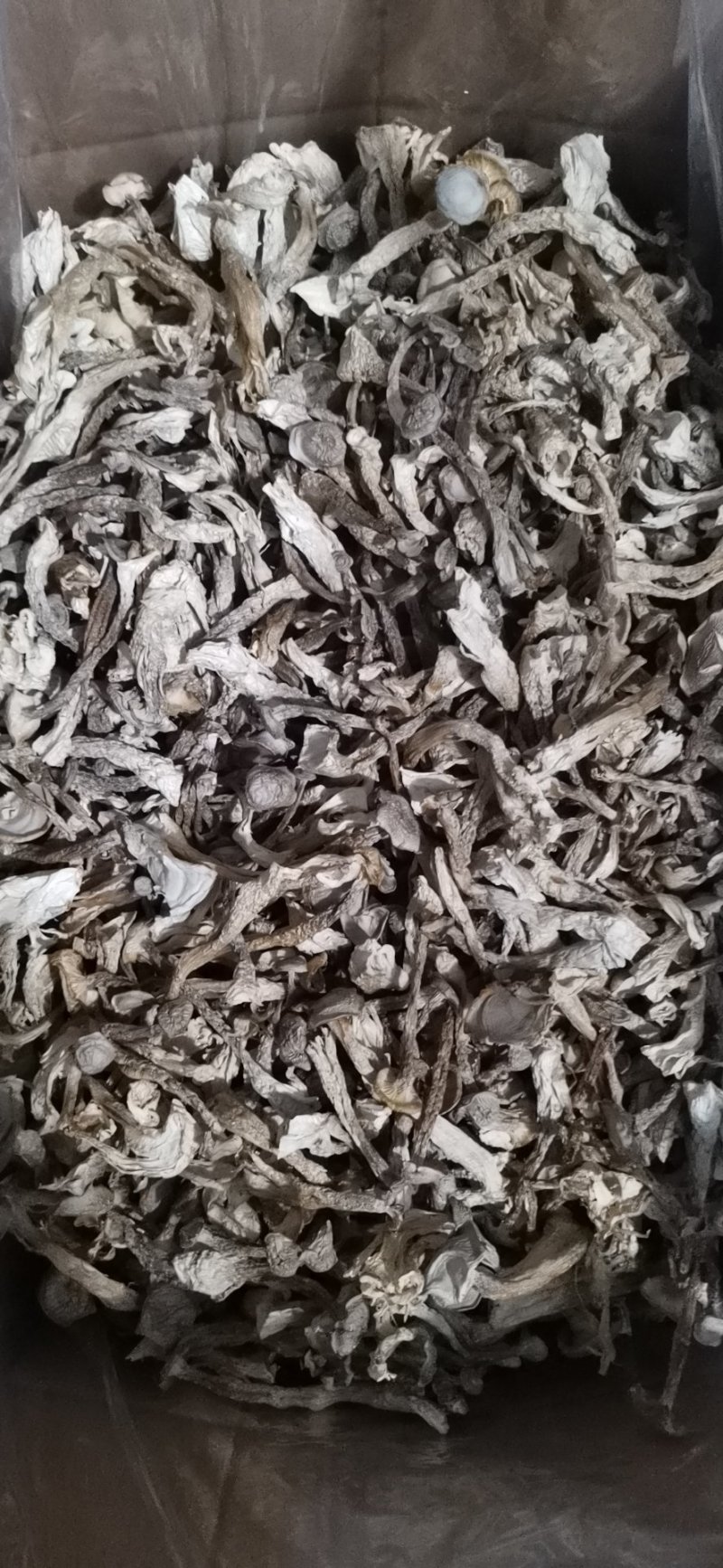 鹿茸菇（干品）