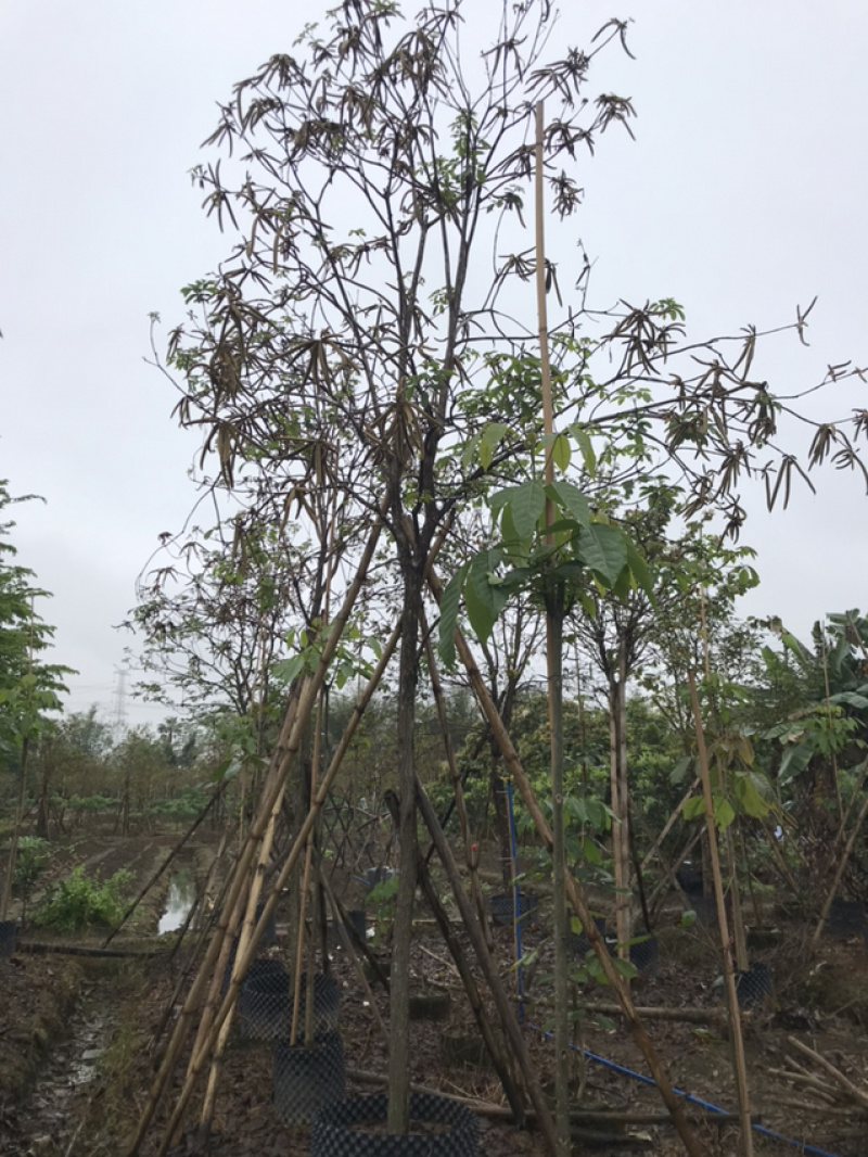 多花黄花风铃木/金花多花风铃木