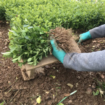 自家苗圃出售卫矛小苗卫矛床苗卫矛球形地栽苗绿化苗