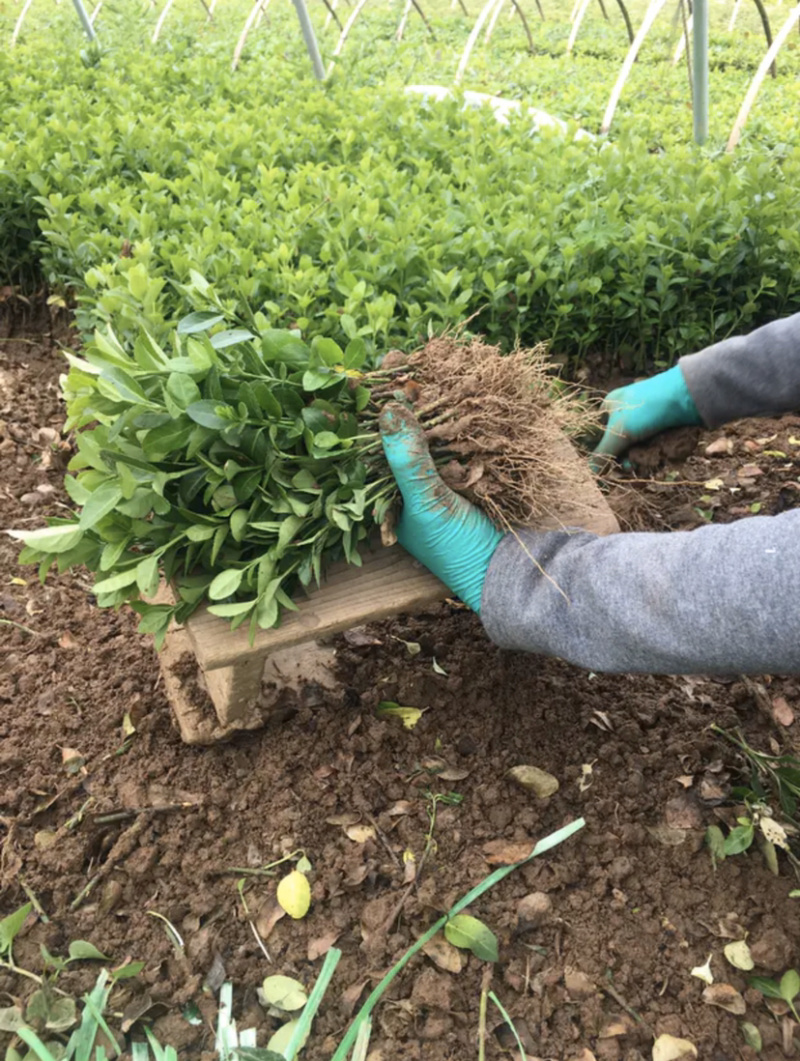 自家苗圃出售卫矛小苗卫矛床苗卫矛球形地栽苗绿化苗