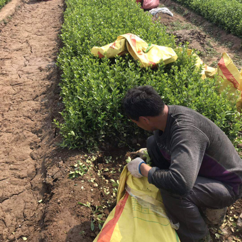 自家苗圃出售卫矛小苗卫矛床苗卫矛球形地栽苗绿化苗