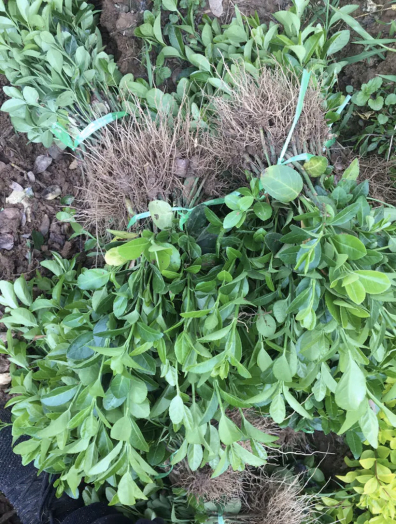 自家苗圃出售卫矛小苗卫矛床苗卫矛球形地栽苗绿化苗
