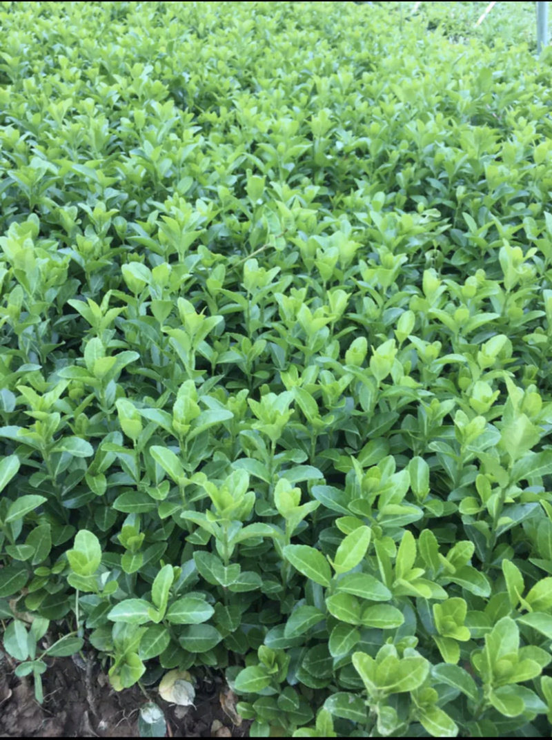 自家苗圃出售卫矛小苗卫矛床苗卫矛球形地栽苗绿化苗