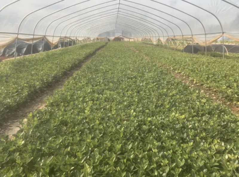 自家苗圃出售卫矛小苗卫矛床苗卫矛球形地栽苗绿化苗