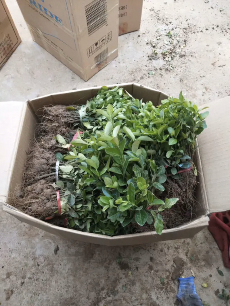 自家苗圃出售卫矛小苗卫矛床苗卫矛球形地栽苗绿化苗