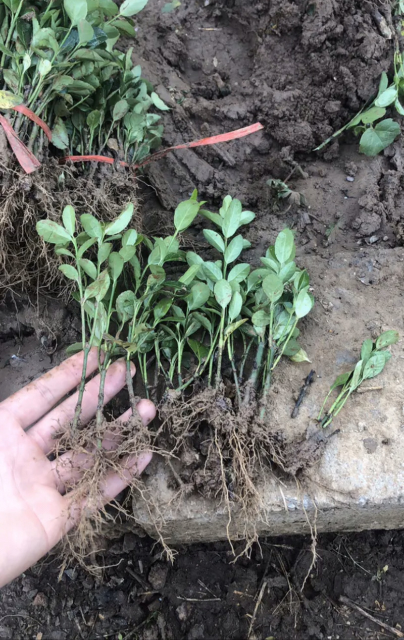 自家苗圃出售卫矛小苗卫矛床苗卫矛球形地栽苗绿化苗
