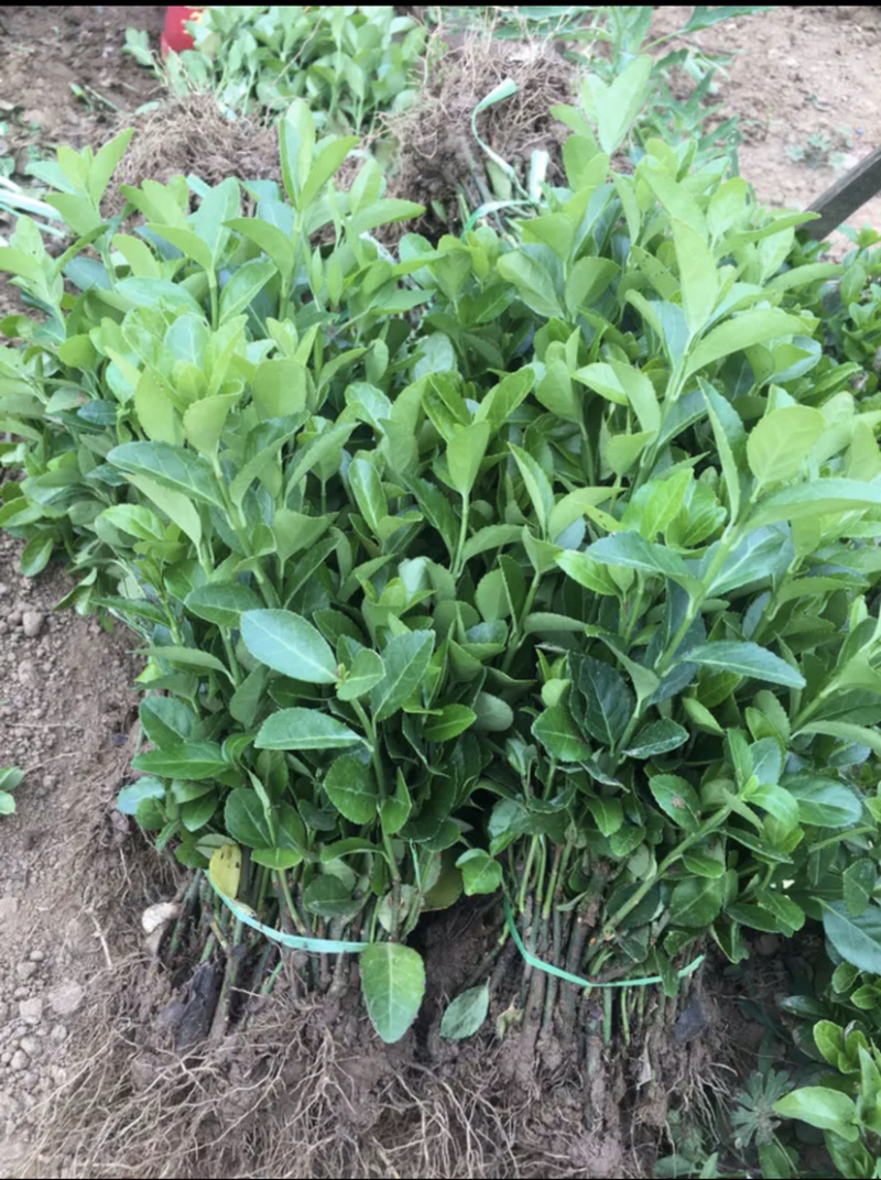 自家苗圃出售卫矛小苗卫矛床苗卫矛球形地栽苗绿化苗
