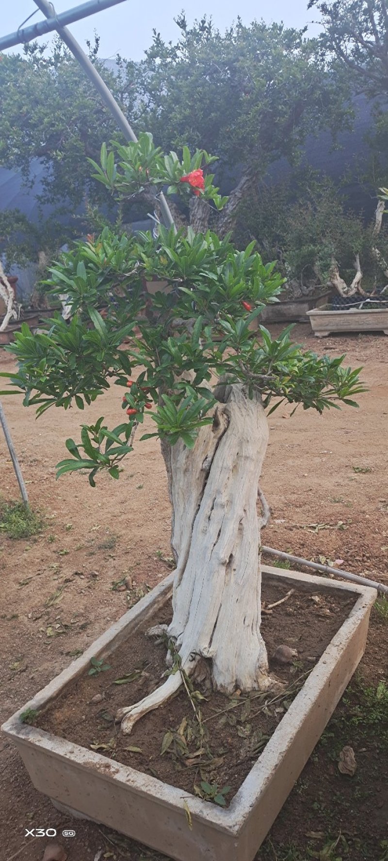 造型树老庄石榴盆景开花挂果