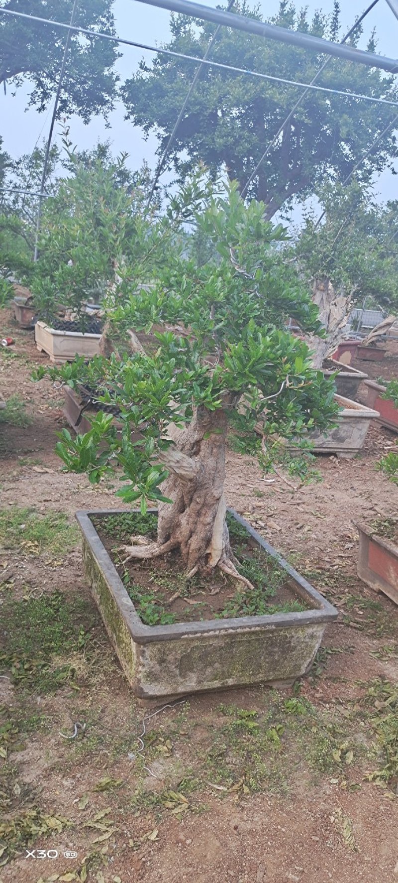 造型树老庄石榴盆景开花挂果