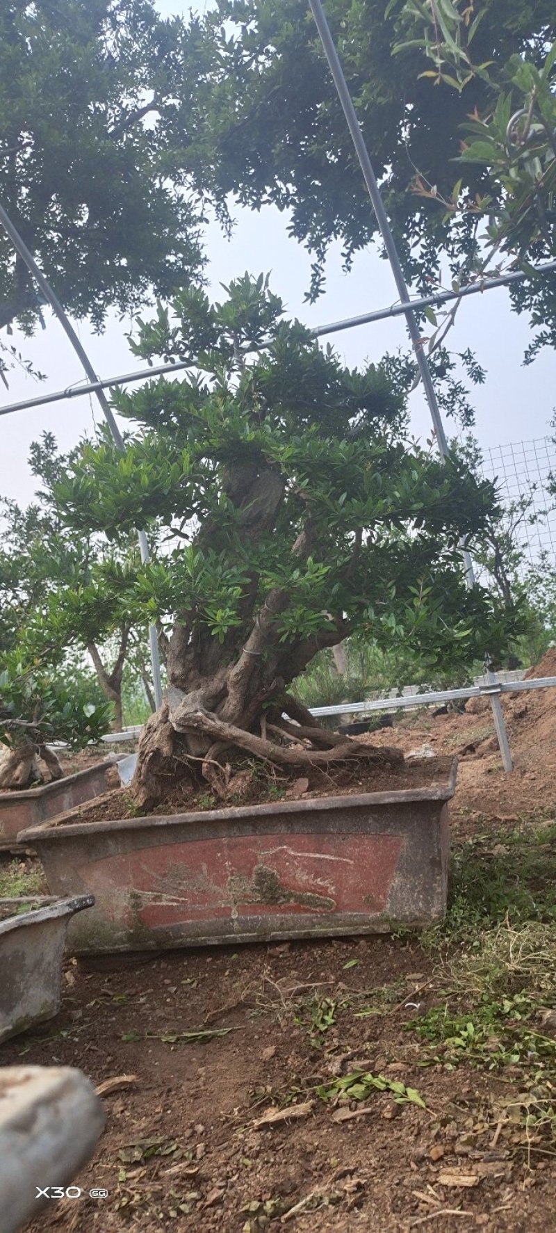 造型树老庄石榴盆景开花挂果
