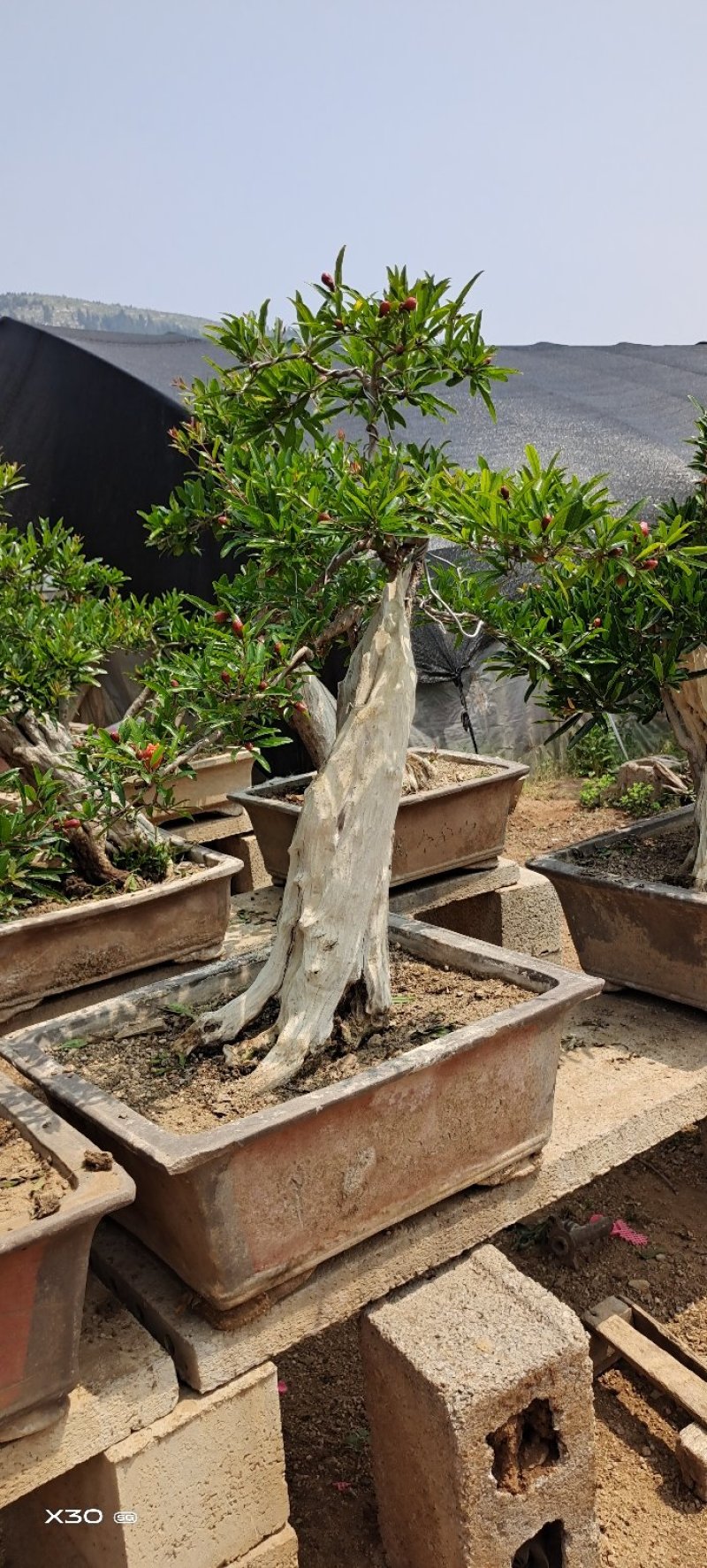 造型树老庄石榴盆景开花挂果