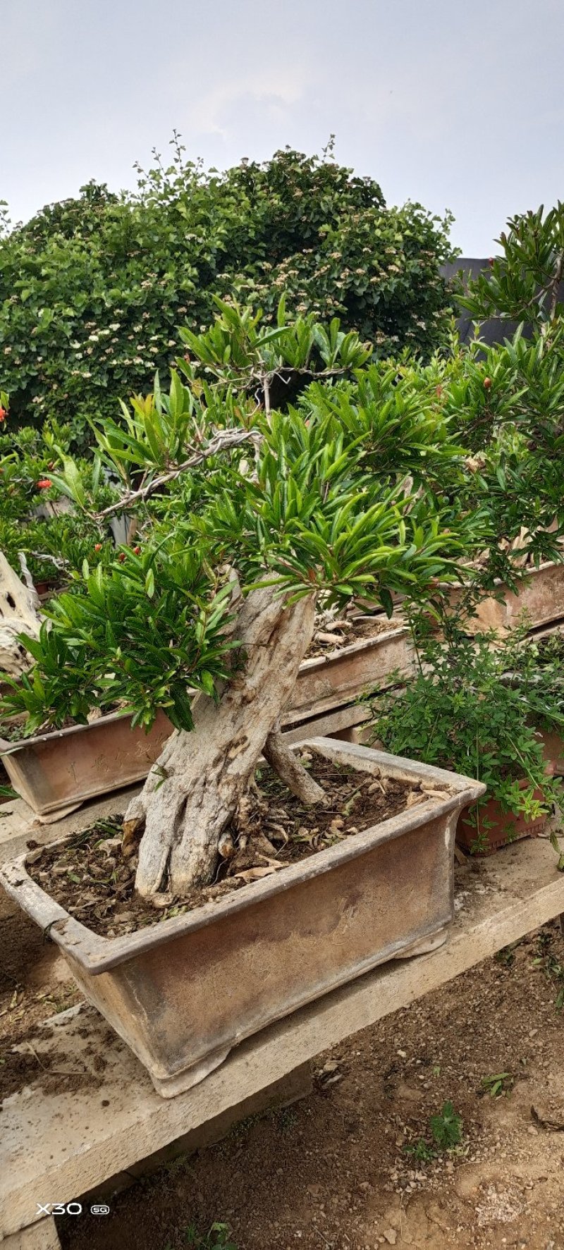 造型树老庄石榴盆景开花挂果