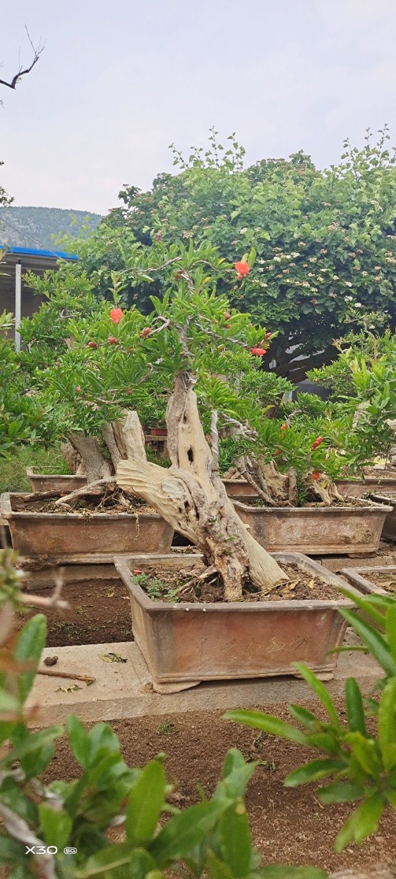 造型树老庄石榴盆景开花挂果