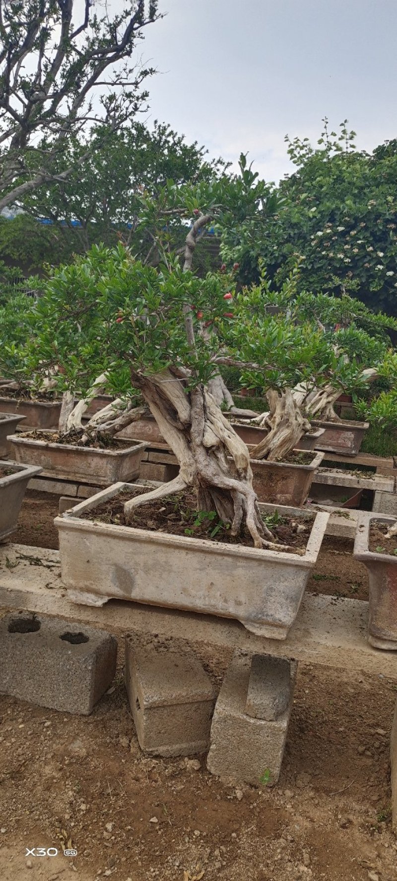 造型树老庄石榴盆景开花挂果