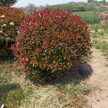红叶石楠，60........2米球