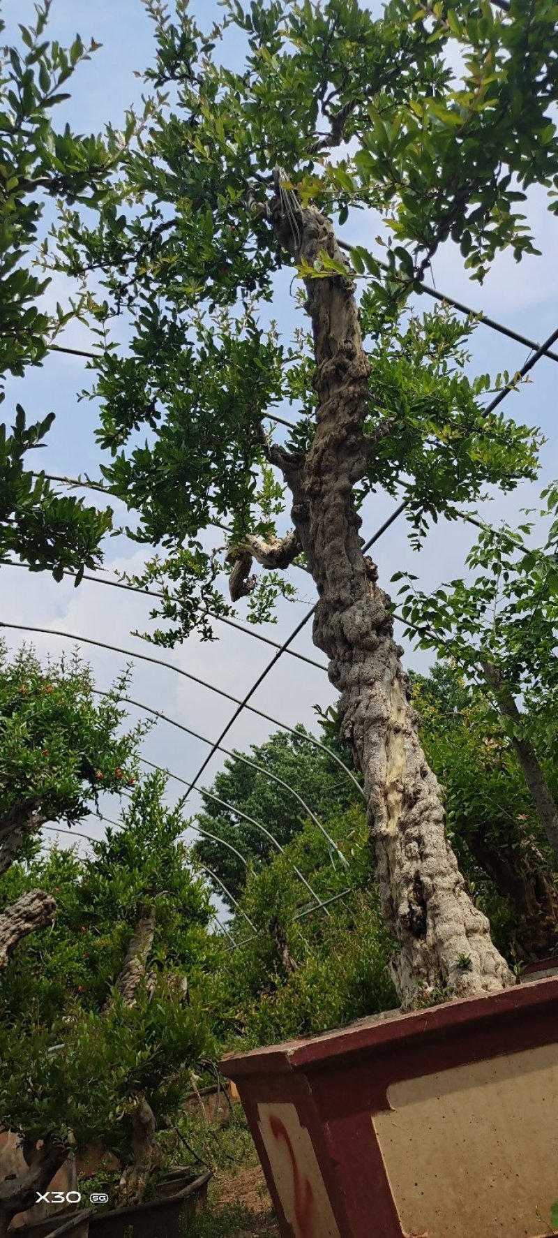 造型景观树造型独特树形美