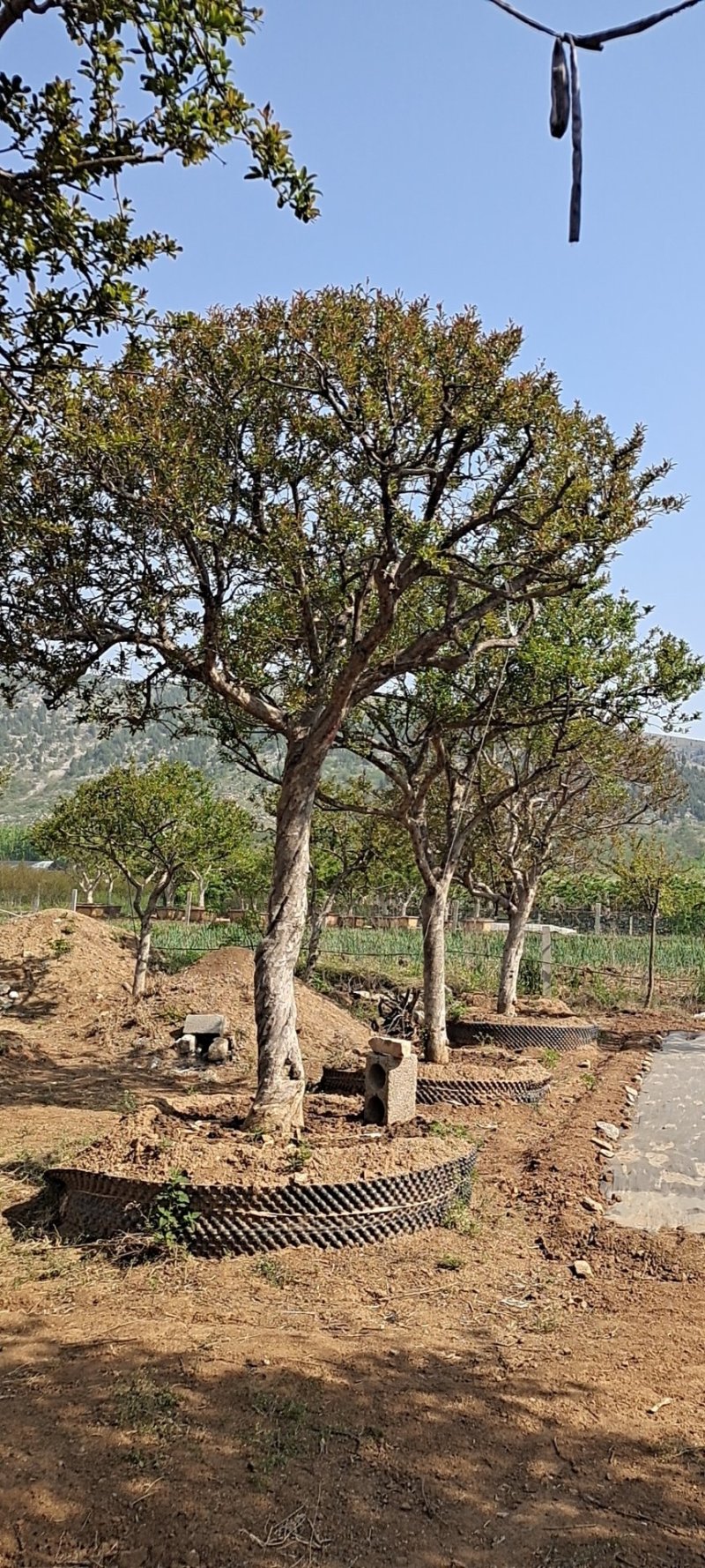 造型景观树造型独特树形美