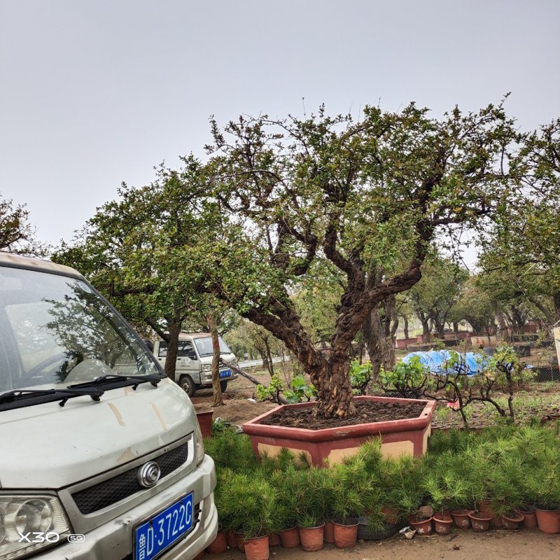 造型景观树造型独特树形美