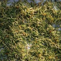 江西省的野生金银花，味浓郁芳香药物质含量高，品质优秀。