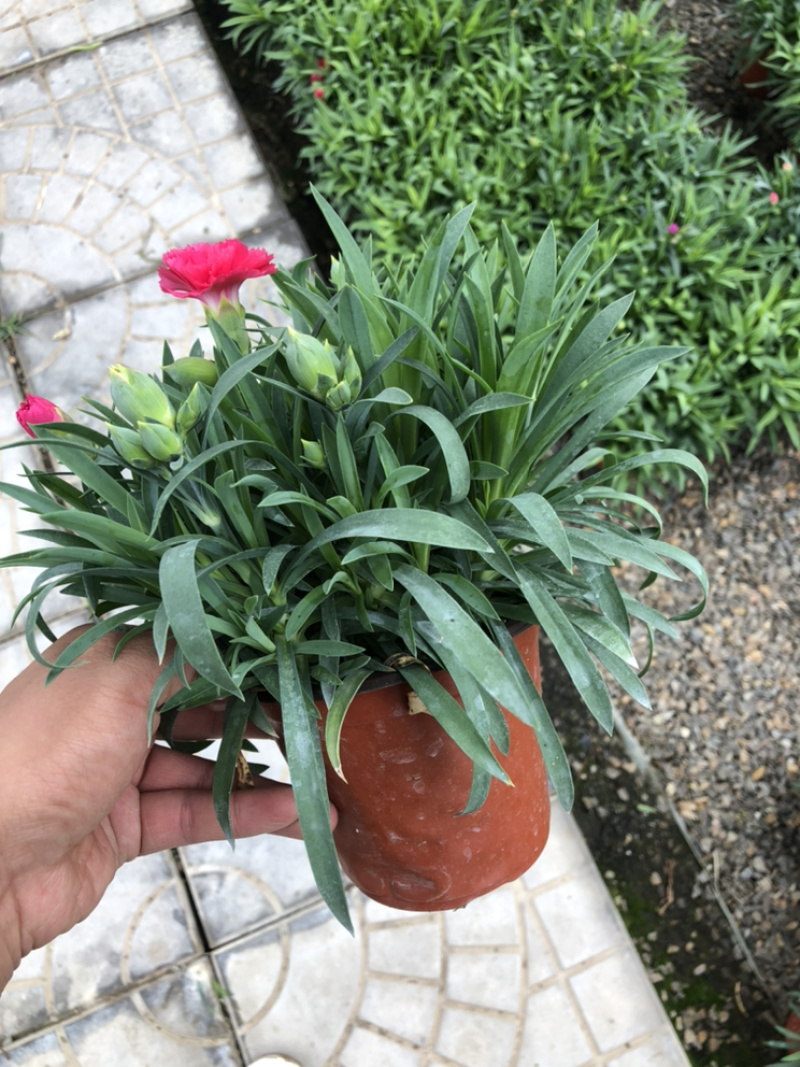 康乃馨花色多室内小盆栽盆花青州基地出货