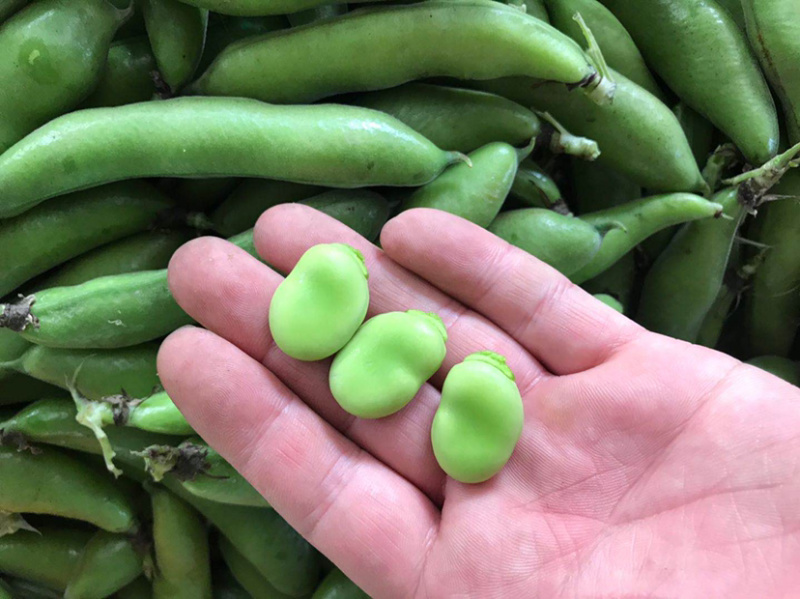 青皮蚕豆带壳大蚕豆日本大板豆大淮豆大壳蚕豆壳
