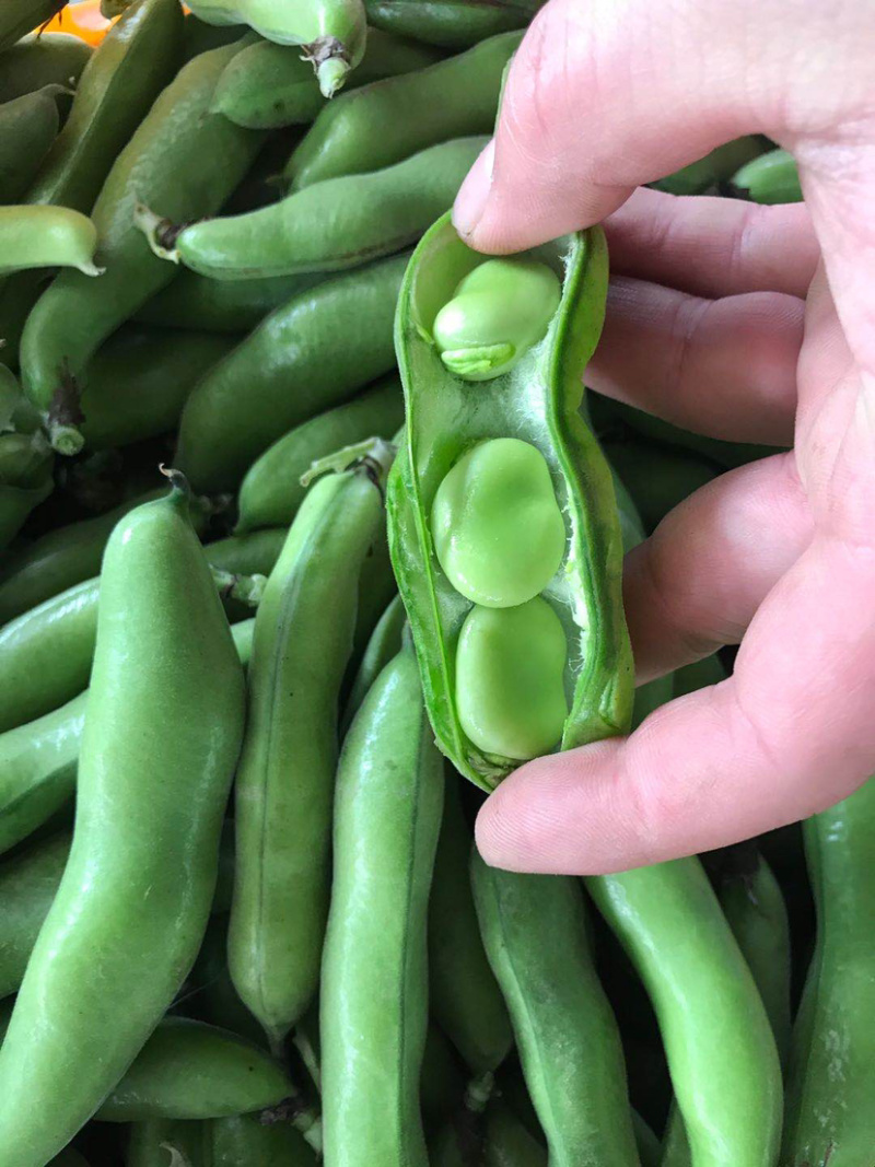 青皮蚕豆带壳大蚕豆日本大板豆大淮豆大壳蚕豆壳