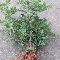 野生绣花针，虎刺（鲜货须预定）