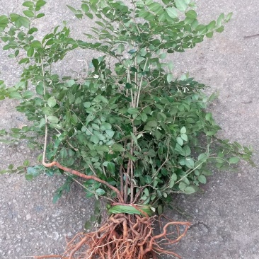 野生绣花针，虎刺（鲜货须预定）
