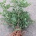 野生绣花针，虎刺（鲜货须预定）