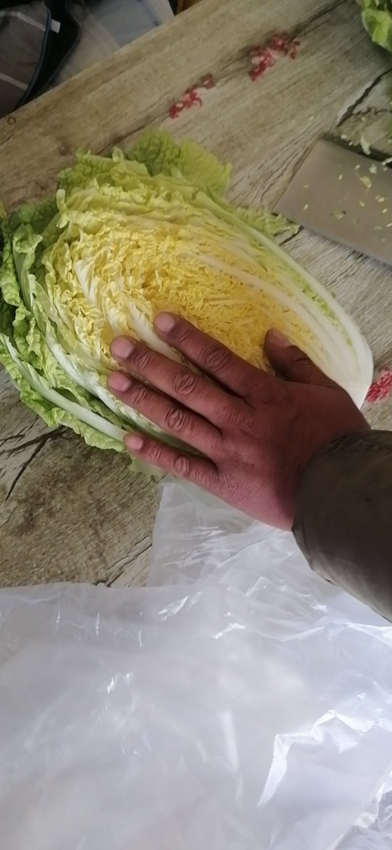 优选山东黄心大白菜开园上市产地直销欢迎选购量大从优